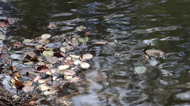 Teich mit bewegter Wasseroberfl&auml;che