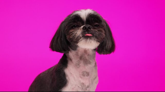 sweet small shih tzu dog sticking out tongue and licking nose, being greedy and sitting on pink background