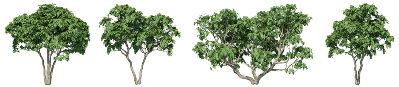 Realistic green fig tree collection isolated on transparent background, 3D render set for architectural visualization, landscape backdrop design, cutouts, and environmental