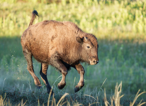 Bison Calf kickiing up some dust. Wild American Bison on the high plains of Colorado. Mammals of North America.