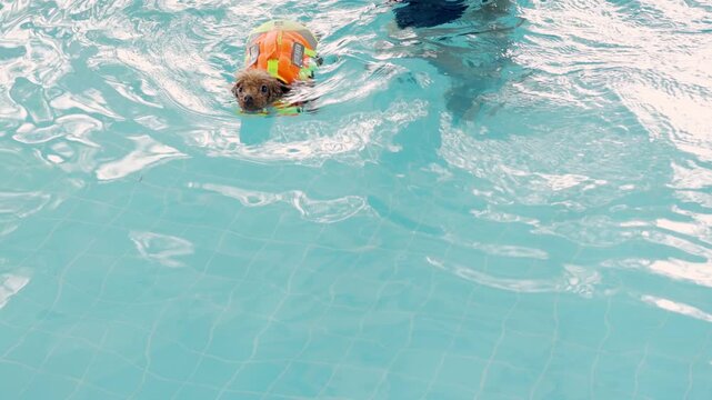 Cute small brown poodle dog wearing an orange safety life jacket swimming in a clear blue swimming pool. Canine hydrotherapy, aquatic fitness exercise, and pet rehabilitation wellness care lifestyle.
