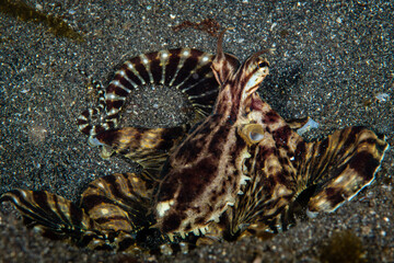 Mimic octopus crawling across a dark volcanic sand seabed at Lembeh Strait © Sergio Llaguno