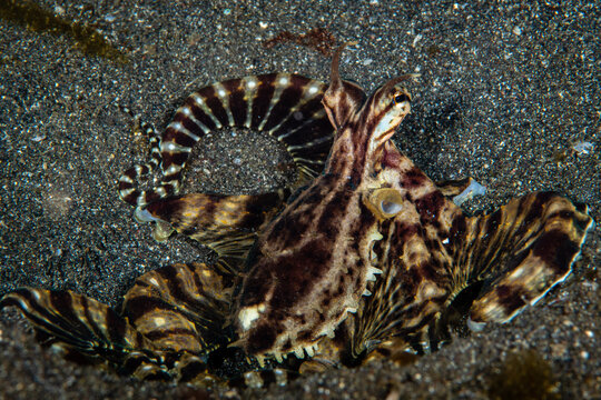 Mimic octopus crawling across a dark volcanic sand seabed at Lembeh Strait