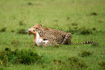 Cheetah with Thomson’s gazelle prey in Masai Mara, Kenya © lucaar