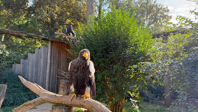 Two White-Tailed Sea Eagles Resting Together in Prague Zoo