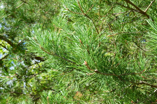 Pine Needles on Branch in Forest, macro