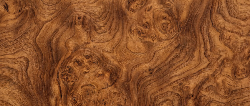 Burl wood texture background. Rich brown natural timber veneer with swirling grain and knots