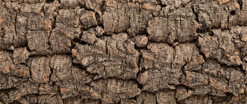 Texture of cork oak tree bark. Close up of natural rough wood surface with deep fissures and ridges. Organic background
