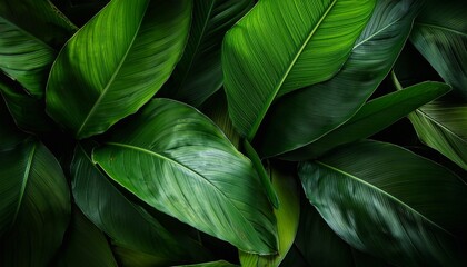 Fototapeta premium vibrant green leaves sharply focused dark backdrop photography tropical