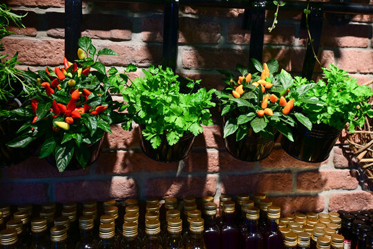 fresh chili peppers and herbs hanging in pots on brick wall with bottles below in natural light