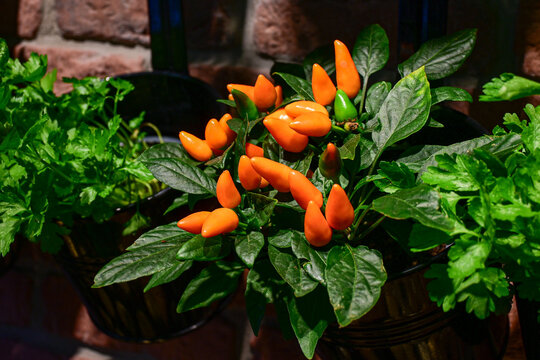 orange chili pepper plant with lush green leaves growing indoors in hanging pot with natural light