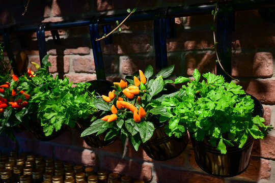 fresh green herbs and orange chili peppers growing in hanging pots on brick wall in garden kitchen