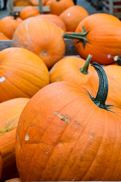 orange pumpkins stacked together in a market for autumn and halloween celebration