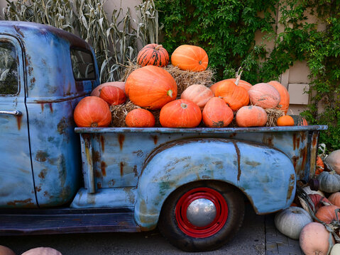 harvest season with vintage blue truck loaded with orange pumpkins and dry corn stalks outdoors