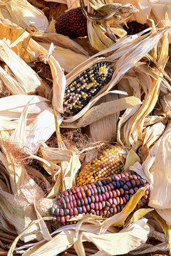 harvested multicolored indian corn cobs lying on dry husks for autumn decoration and thanksgiving concept