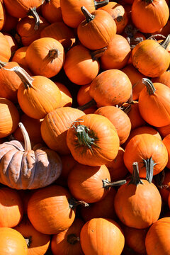 harvest pile of bright orange pumpkins on a sunny day in autumn for halloween and fall celebration