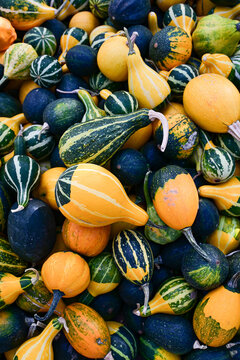 assorted colorful decorative gourds and pumpkins for fall harvest and autumn decoration