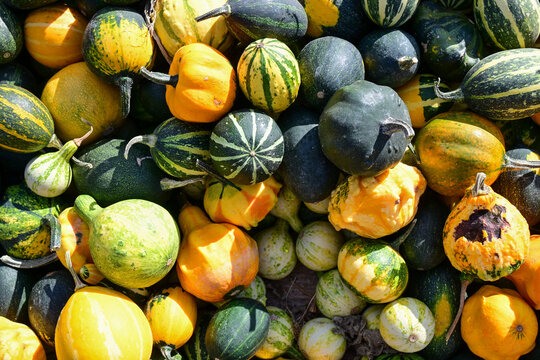 assorted decorative gourds and pumpkins piled together showcasing autumn harvest colors and textures