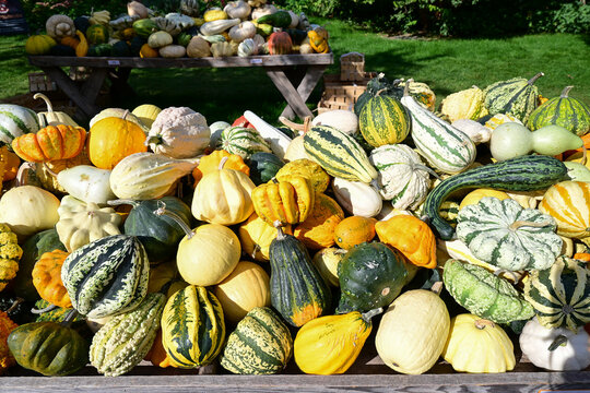 assorted decorative gourds and pumpkins displayed outdoors on wooden tables in bright sunlight