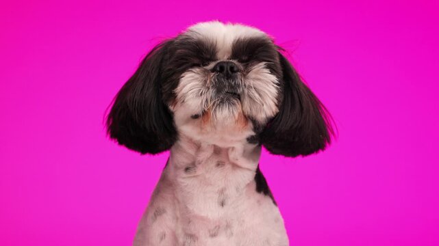 eager little shih tzu dog sticking out tongue, licking nose and looking up while sitting on pink background
