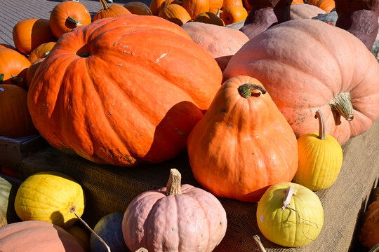 variety of large and small pumpkins displayed on a rustic table under bright sunlight for autumn harvest celebration