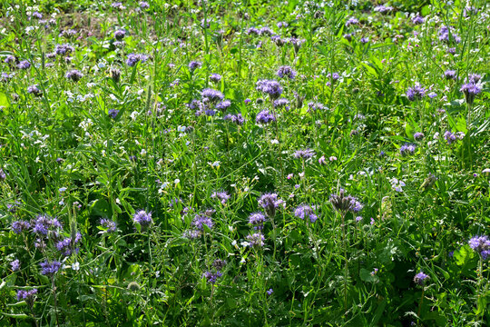wildflower meadow full of purple flowers and lush green grass under natural daylight