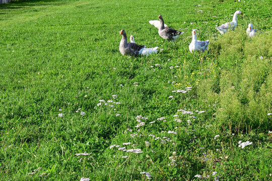 geese walking on green grass field with wildflowers on a sunny day in nature