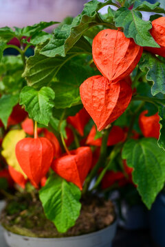 orange chinese lantern plant with heart-shaped papery husks in green leaves indoor garden pot