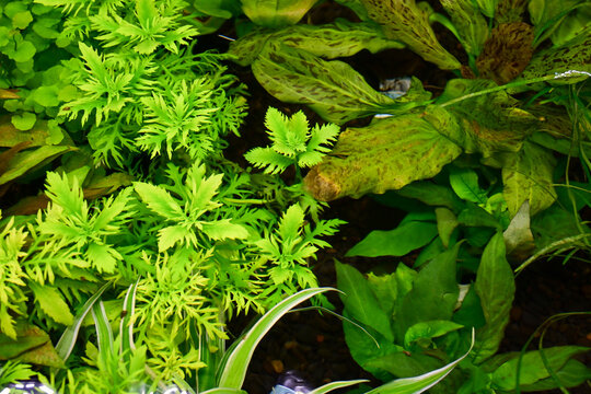 lush green foliage with various tropical leaves creating a vibrant natural garden scene