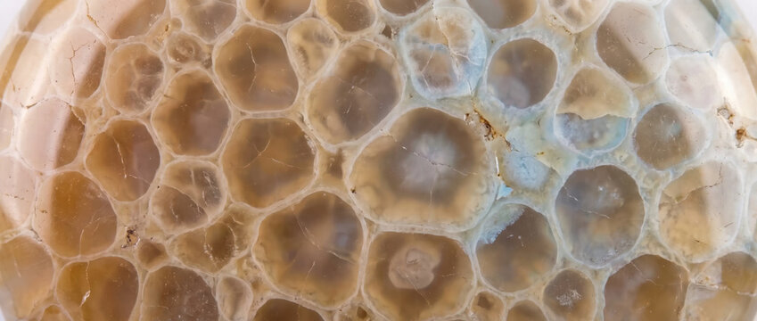 Lung alveoli honeycomb air sac texture inside a polished gemstone