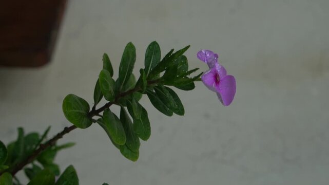 Delicate Purple Flower Among Fresh Green Leaves