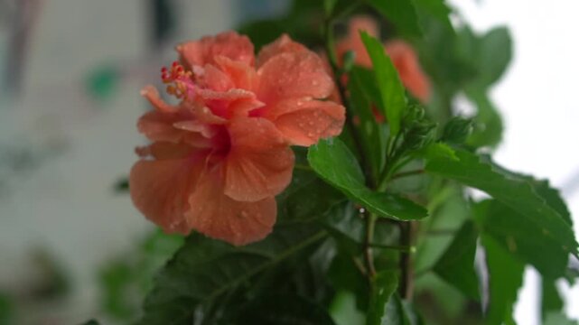 Bright Orange Hibiscus Flower in Green Garden