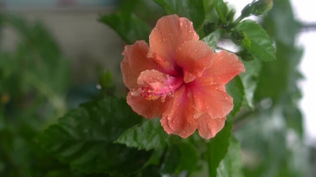 Orange Red Hibiscus Flower Close Up in Garden