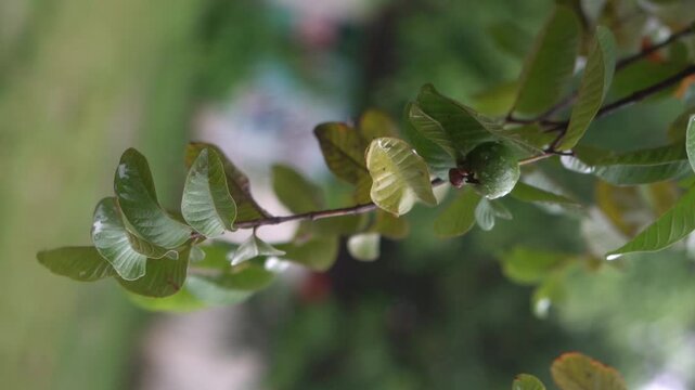 Fresh Green Leaves and Branch in Natural Garden