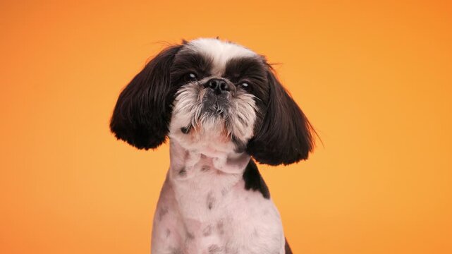 curious shih tzu dog looking up and away while sitting in front of orange background