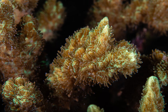 Close-up view of extended coral polyps at Lembeh Strait