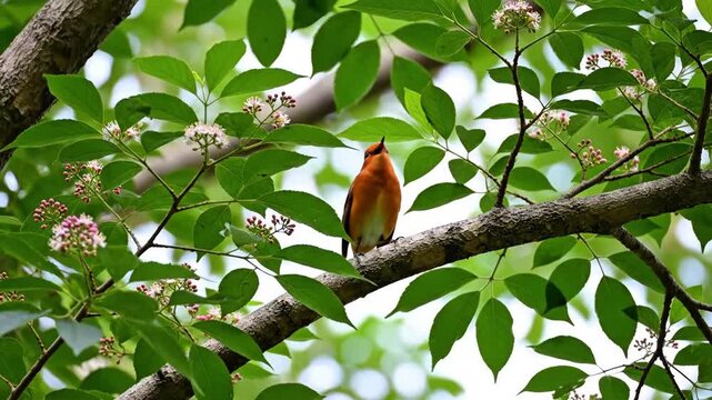 4K Video of a small robin perched on a branch surrounded by green foliage and soft natural light.
