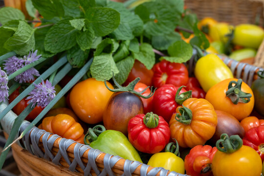 Basket full of varieties of fresh organics homegrown heirloom tomatoes in vegetable farmer market for food ingredient and nutrition during summer season