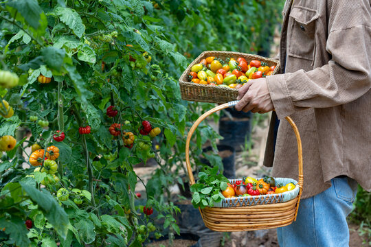Farmer is picking fresh tomatoes in the field of organics vegetables garden for harvest season and healthy diet food in countryside homestead for agriculture and homestead produce