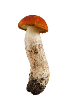 Ripe Leccinum aurantiacum mushroom on isolated white background