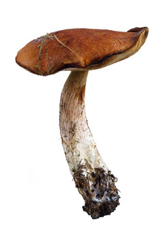 Ripe Leccinum aurantiacum mushroom on isolated white background
