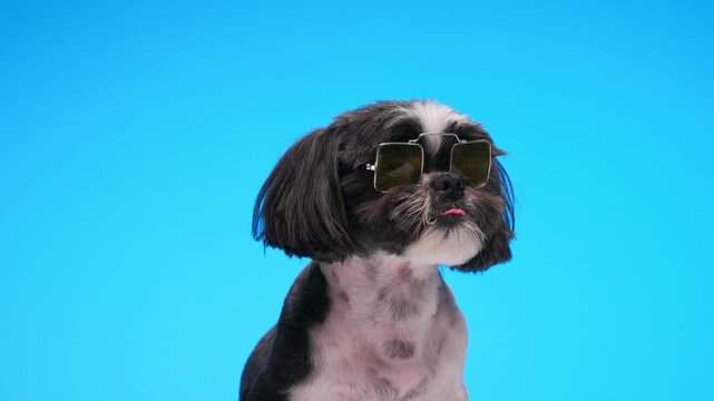 greedy little shih tzu puppy wearing squared sunglasses and licking nose while sitting on blue background