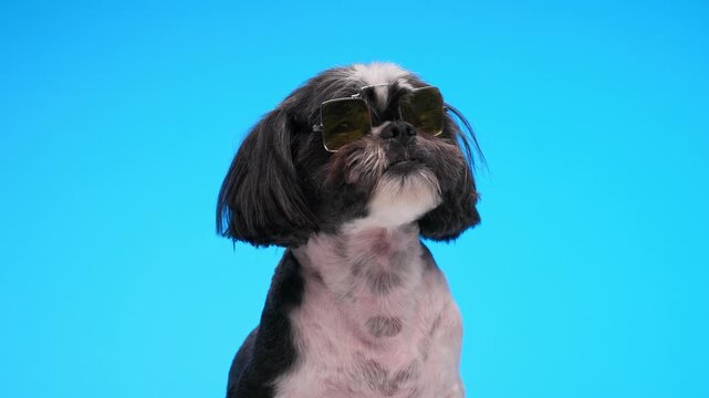 tired shih tzu puppy with sunglasses falling asleep while looking up and sitting on blue background