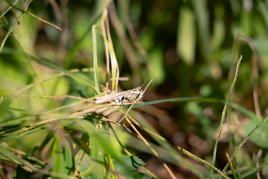 Brauner Grash&uuml;pfer