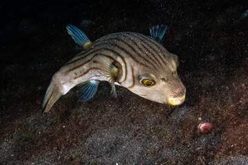 Narrow-lined pufferfish banking downwards over a dark volcanic substrate at Lembeh Strait © Sergio Llaguno