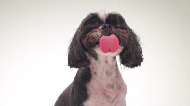 adorable hungry shih tzu dog sticking out tongue and licking transparent glass while sitting in front of white background