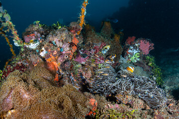 Wide angle view of a rich reef pinnacle showcasing a large anemone and a Clark's anemonefish sheltering at Lembeh Strait © Sergio Llaguno