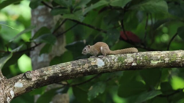 HD footage of Irrawaddy Squirrel or hoary bellied Himalayan