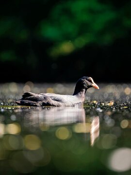 Teischralle scchwimmend auf einem See