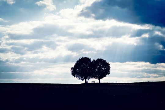 Trees and a bench in the field